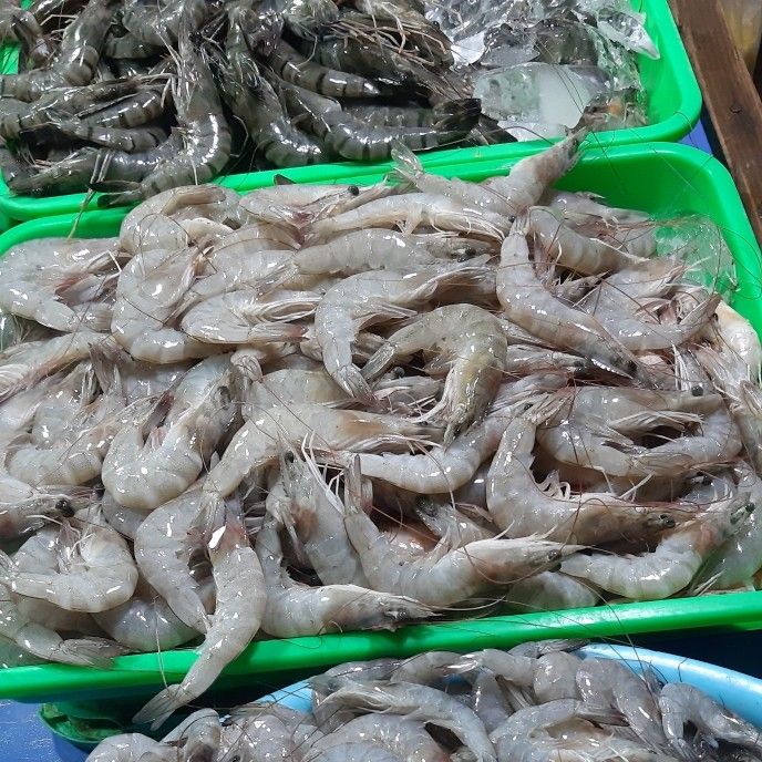 Udang