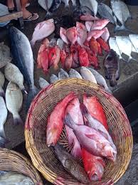 Ikan Karang (baronang, kakap merah, lolosi, Samandar)