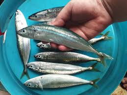Ikan kecil (momar, kawalinya, sembung)