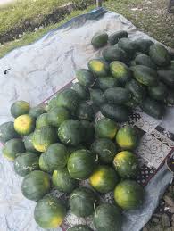 Buah Semangka