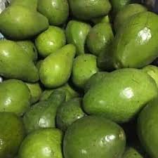 Buah Alpukat
