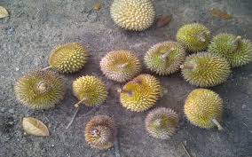 Durian (Ukuran sedang)