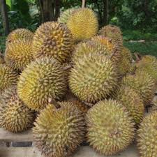 Durian (Ukuran besar)