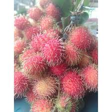 Rambutan Aceh