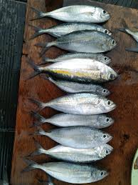 Ikan Selar/Kawalinya