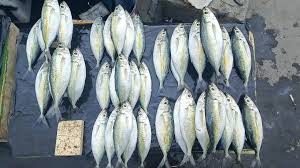 Ikan Selar/Kawalinya