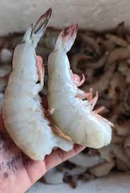 Udang Lepas Kepala Grade A