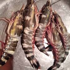 Udang Black Tiger