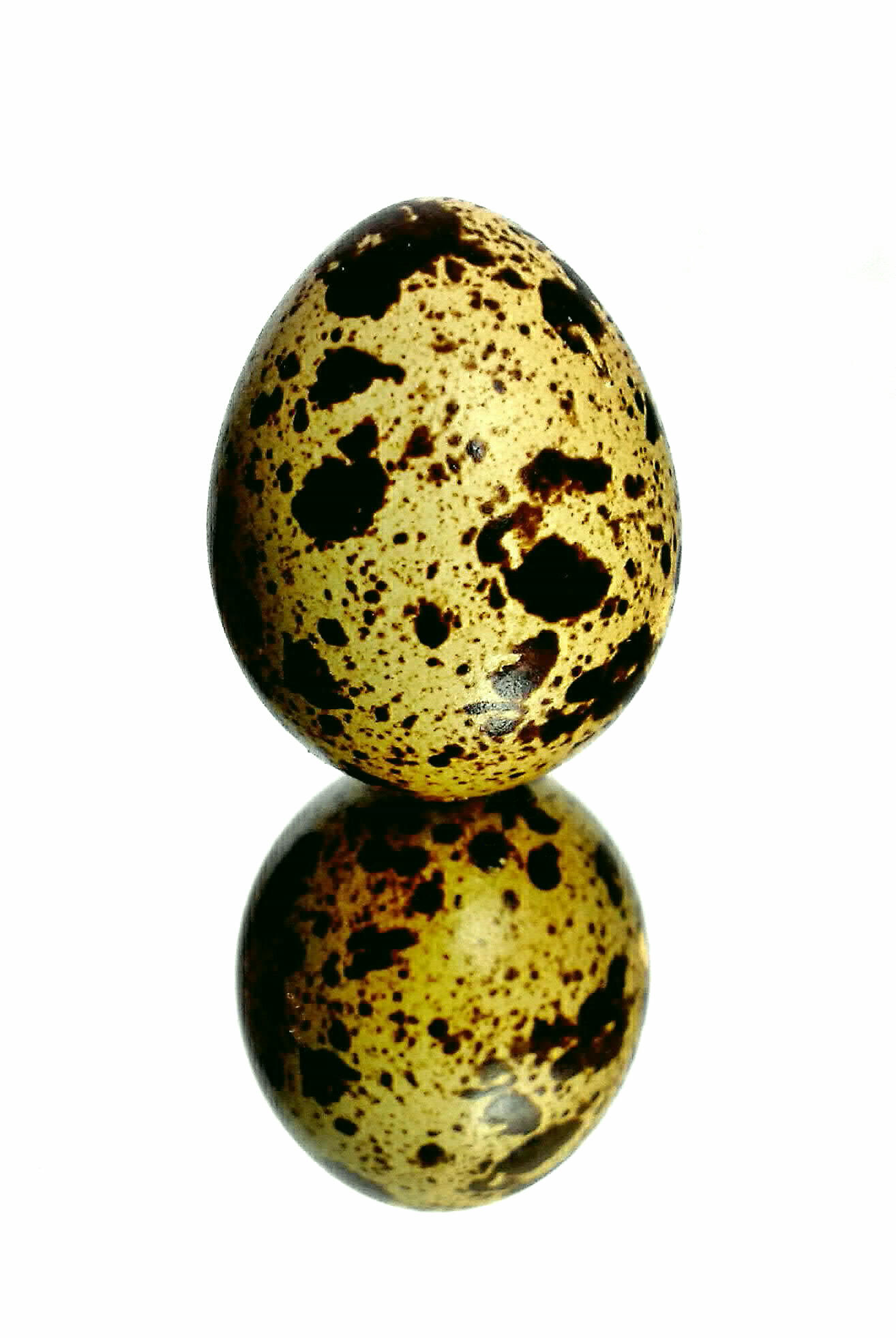 Telur Puyuh