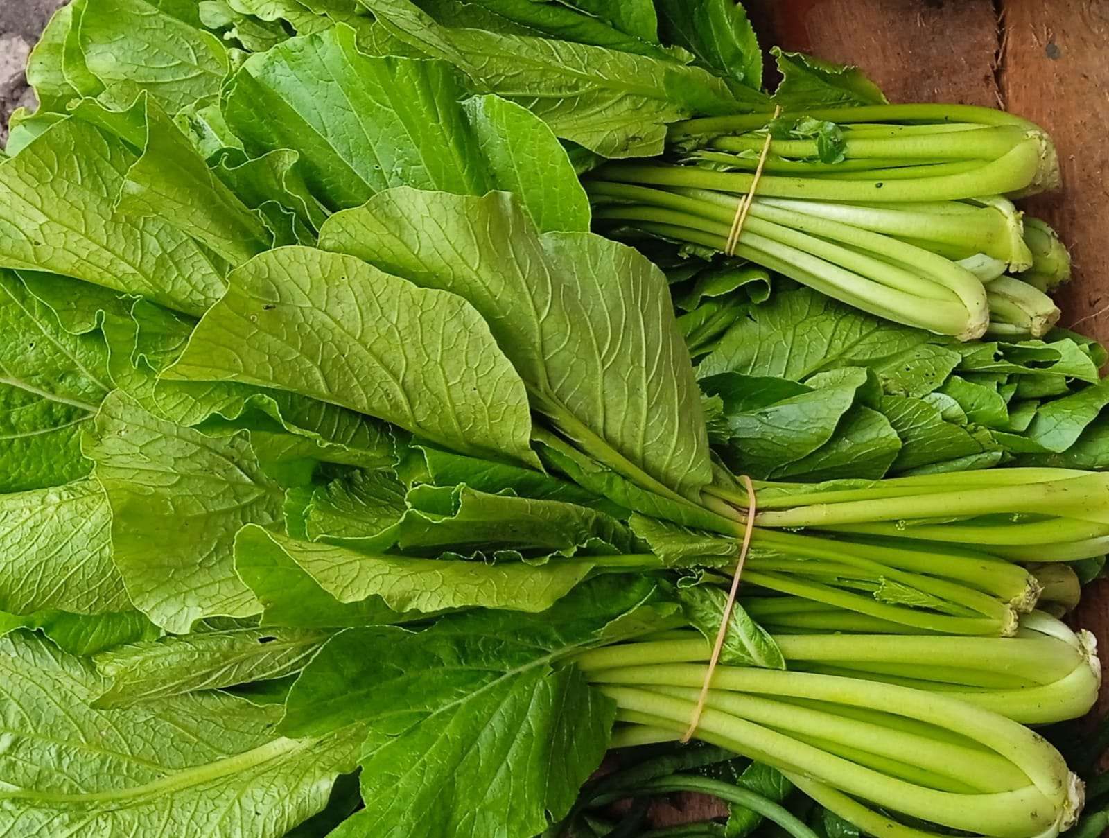 Sawi Hijau