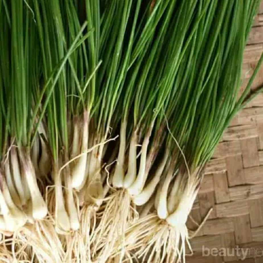 Daun Bawang