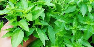 Daun Kemangi