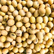 Kacang Kedelai