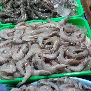 Udang