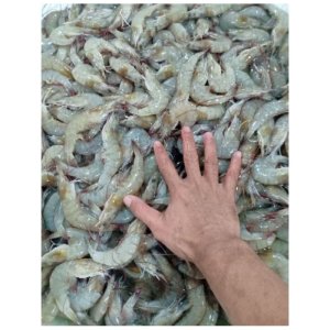 Udang