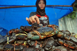 Kepiting