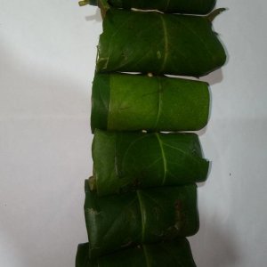 Daun Salam