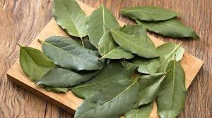 Daun Salam