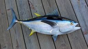 Tuna (Per Ekor)