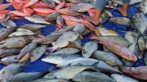 Ikan Karang (baronang, kakap merah, lolosi, Samandar)