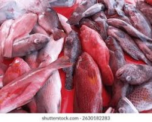 Ikan Karang (baronang, kakap merah, lolosi, Samandar)