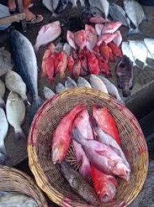 Ikan Karang (baronang, kakap merah, lolosi, Samandar)