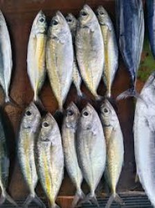 Ikan kecil (momar, kawalinya, sembung)