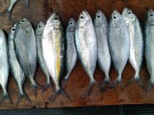 Ikan kecil (momar, kawalinya, sembung)