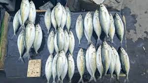 Kawalinya / komu (Per Tumpuk)