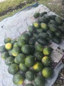Buah Semangka