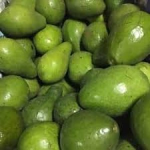 Buah Alpukat