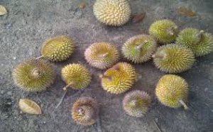 Durian (Ukuran kecil)