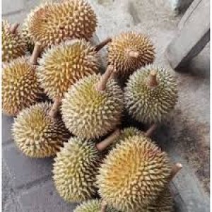 Durian (Ukuran sedang)