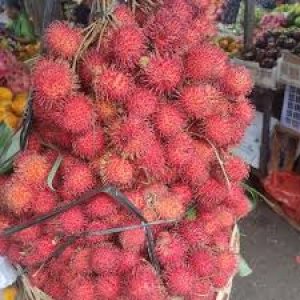 Rambutan Aceh