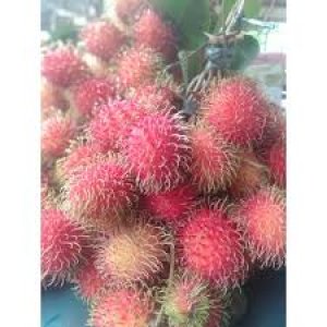 Rambutan Aceh