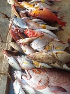 Ikan batu-batu/karang