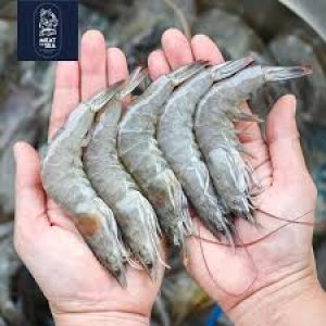 Udang Utuh