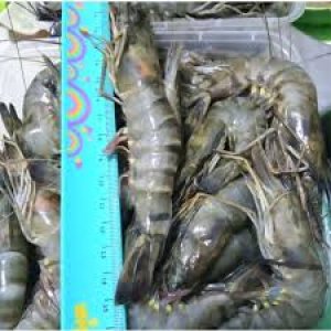 Udang Black Tiger