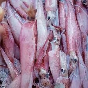 Cumi Bunga/Putih/Ungu (Bertelur)