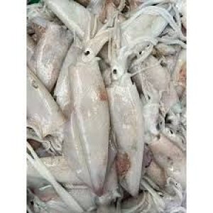 Cumi Bunga/Putih/Ungu (Bertelur)