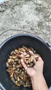 Kerang isi Cipu Lasui/Bia Ronda/Bia Jalla (Per 250 gram)