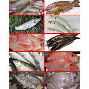 Kerapu/Garopa, Merah/Hitam, Kakap Merah, Sikuda, Bubara, Samandar/Baronang, Gurara, Singaru
