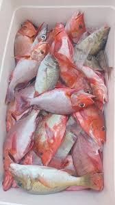 Kerapu/Garopa, Merah/Hitam, Kakap Merah, Sikuda, Bubara, Samandar/Baronang, Gurara, Singaru