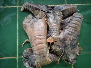 Lobster Sendal/Udang Kipas