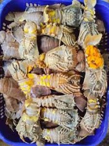 Lobster Sendal/Udang Kipas