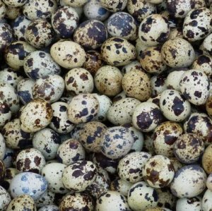 Telur Puyuh