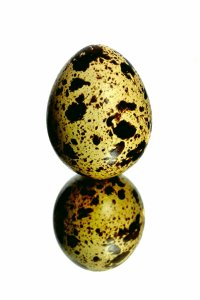 Telur Puyuh