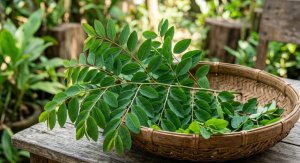 Daun Katuk