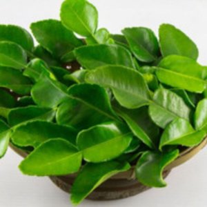 Daun Jeruk