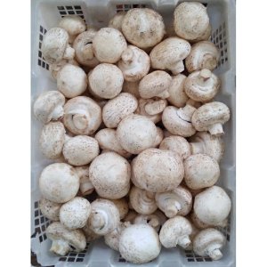 Jamur Kancing